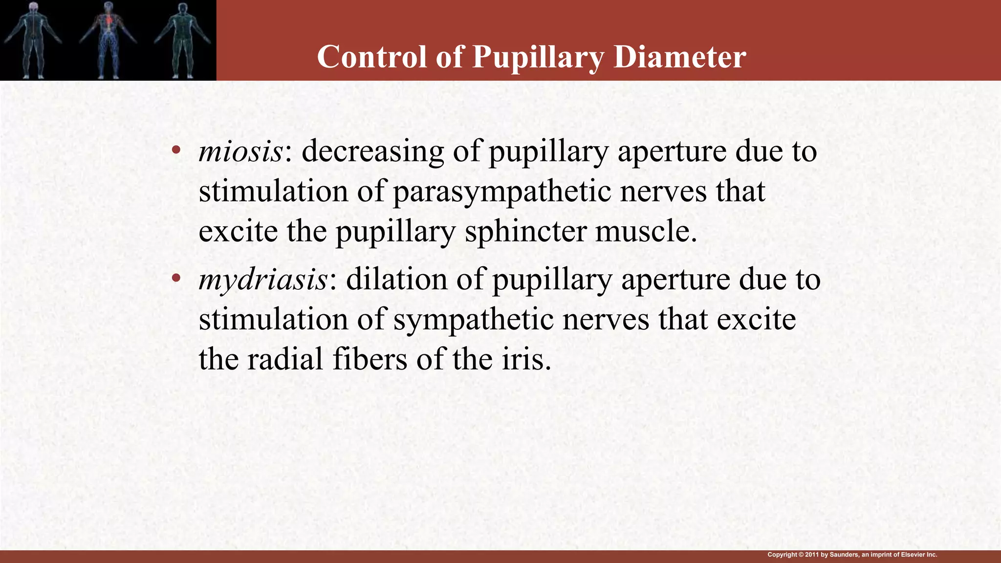 Copyright © 2011 by Saunders, an imprint of Elsevier Inc.
Control of Pupillary Diameter
• miosis: decreasing of pupillary aperture due to
stimulation of parasympathetic nerves that
excite the pupillary sphincter muscle.
• mydriasis: dilation of pupillary aperture due to
stimulation of sympathetic nerves that excite
the radial fibers of the iris.
 