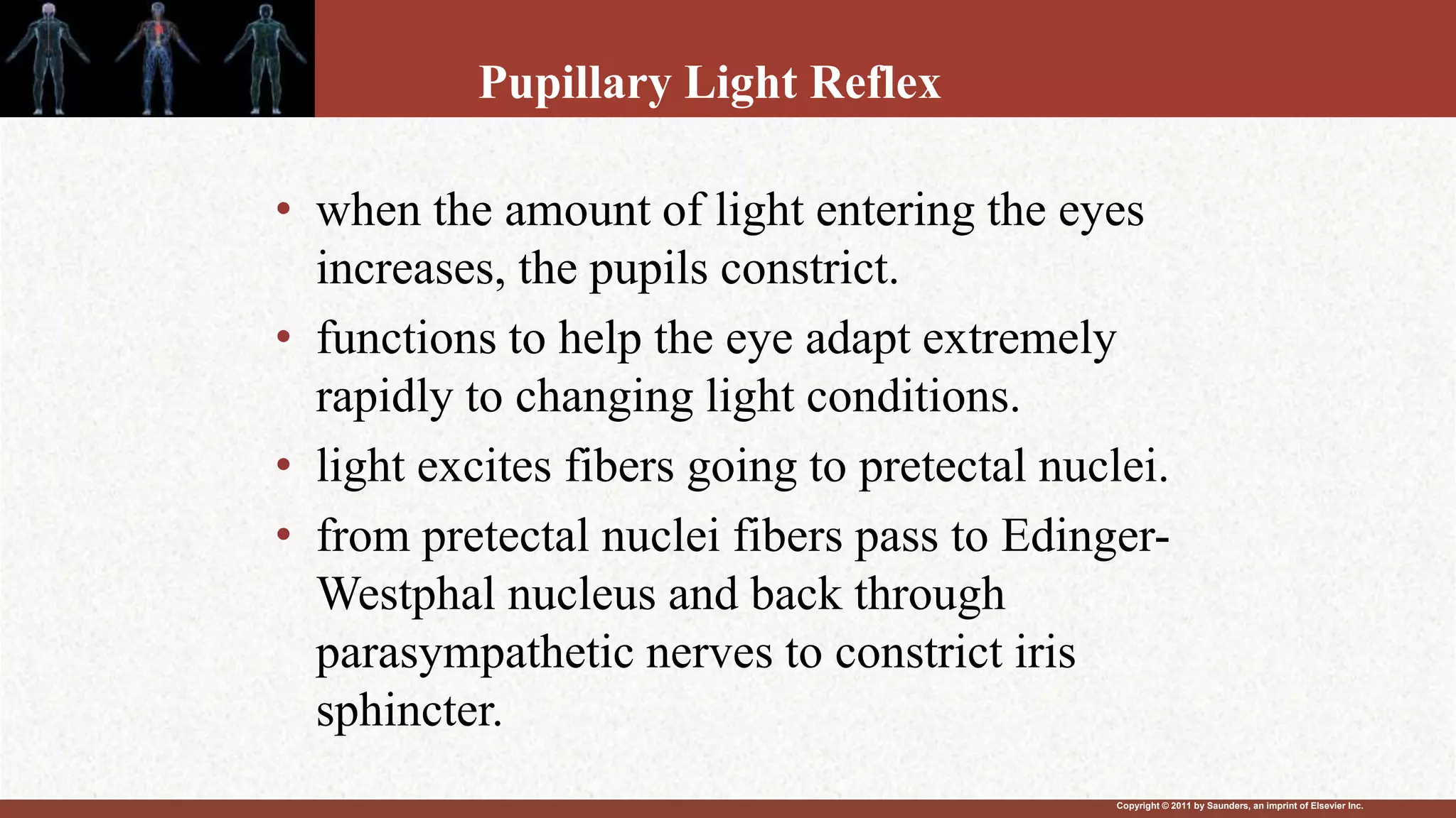 Copyright © 2011 by Saunders, an imprint of Elsevier Inc.
Pupillary Light Reflex
• when the amount of light entering the eyes
increases, the pupils constrict.
• functions to help the eye adapt extremely
rapidly to changing light conditions.
• light excites fibers going to pretectal nuclei.
• from pretectal nuclei fibers pass to Edinger-
Westphal nucleus and back through
parasympathetic nerves to constrict iris
sphincter.
 