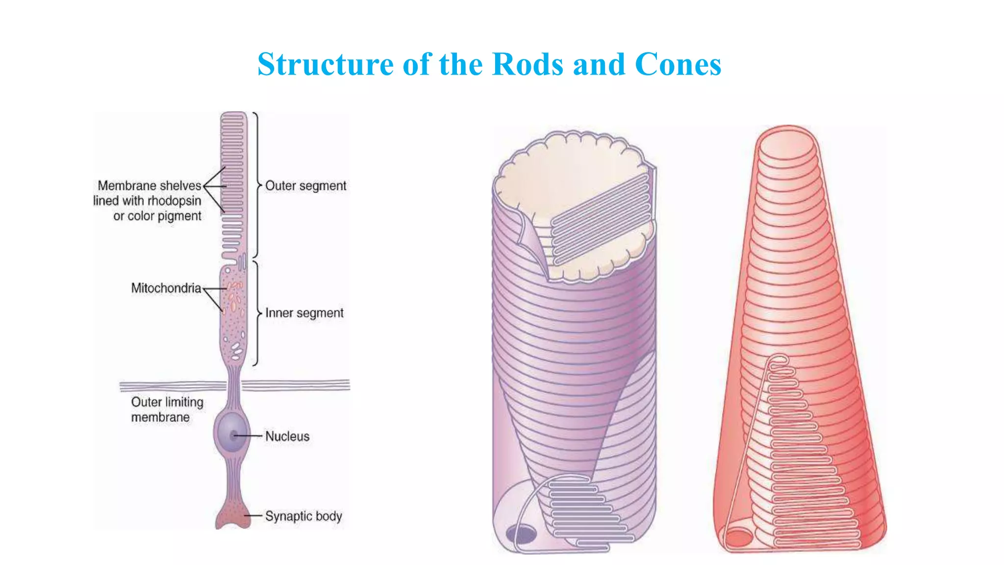 Structure of the Rods and Cones
 
