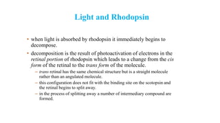 Light and Rhodopsin
• when light is absorbed by rhodopsin it immediately begins to
decompose.
• decomposition is the result of photoactivation of electrons in the
retinal portion of rhodopsin which leads to a change from the cis
form of the retinal to the trans form of the molecule.
– trans retinal has the same chemical structure but is a straight molecule
rather than an angulated molecule.
– this configuration does not fit with the binding site on the scotopsin and
the retinal begins to split away.
– in the process of splitting away a number of intermediary compound are
formed.
 