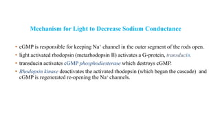 Mechanism for Light to Decrease Sodium Conductance
• cGMP is responsible for keeping Na+ channel in the outer segment of the rods open.
• light activated rhodopsin (metarhodopsin II) activates a G-protein, transducin.
• transducin activates cGMP phosphodiesterase which destroys cGMP.
• Rhodopsin kinase deactivates the activated rhodopsin (which began the cascade) and
cGMP is regenerated re-opening the Na+ channels.
 