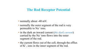 The Rod Receptor Potential
• normally about -40 mV.
• normally the outer segment of the rod is very
permeable to Na+ ions.
• in the dark an inward current (the dark current)
carried by the Na+ ions flows into the outer
segment of the rod.
• the current flows out of the cell, through the efflux
of K+, ions in the inner segment of the rod.
 