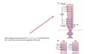 In the dark an inward current (the dark current) carried by the
Na+ ions flows into the outer segment of the rod.
 