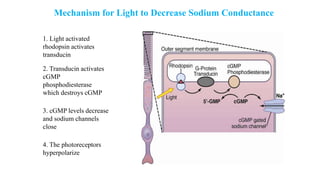 Mechanism for Light to Decrease Sodium Conductance
1. Light activated
rhodopsin activates
transducin
2. Transducin activates
cGMP
phosphodiesterase
which destroys cGMP
3. cGMP levels decrease
and sodium channels
close
4. The photoreceptors
hyperpolarize
 