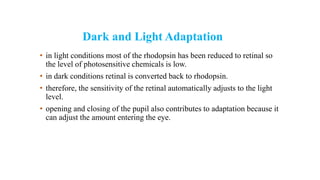 Dark and Light Adaptation
• in light conditions most of the rhodopsin has been reduced to retinal so
the level of photosensitive chemicals is low.
• in dark conditions retinal is converted back to rhodopsin.
• therefore, the sensitivity of the retinal automatically adjusts to the light
level.
• opening and closing of the pupil also contributes to adaptation because it
can adjust the amount entering the eye.
 