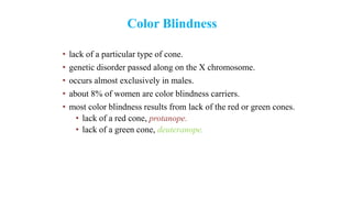 Color Blindness
• lack of a particular type of cone.
• genetic disorder passed along on the X chromosome.
• occurs almost exclusively in males.
• about 8% of women are color blindness carriers.
• most color blindness results from lack of the red or green cones.
• lack of a red cone, protanope.
• lack of a green cone, deuteranope.
 