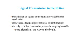 Signal Transmission in the Retina
• transmission of signals in the retina is by electrotonic
conduction.
• allows graded response proportional to light intensity.
• the only cells that have action potentials are ganglion cells.
–send signals all the way to the brain.
 