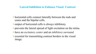 Lateral Inhibition to Enhance Visual Contrast
• horizontal cells connect laterally between the rods and
cones and the bipolar cells.
• output of horizontal cells is always inhibitory.
• prevents the lateral spread of light excitation on the retina.
• have an excitatory center and an inhibitory surround.
• essential for transmitting contrast borders in the visual
image.
 