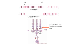 Lateral inhibition, the
function of horizontal
cells
 