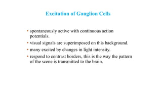 Excitation of Ganglion Cells
• spontaneously active with continuous action
potentials.
• visual signals are superimposed on this background.
• many excited by changes in light intensity.
• respond to contrast borders, this is the way the pattern
of the scene is transmitted to the brain.
 