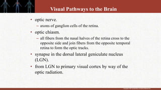 Copyright © 2011 by Saunders, an imprint of Elsevier Inc.
Visual Pathways to the Brain
• optic nerve.
– axons of ganglion cells of the retina.
• optic chiasm.
– all fibers from the nasal halves of the retina cross to the
opposite side and join fibers from the opposite temporal
retina to form the optic tracks.
• synapse in the dorsal lateral geniculate nucleus
(LGN).
• from LGN to primary visual cortex by way of the
optic radiation.
 