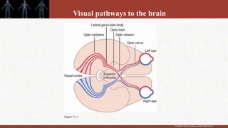 Copyright © 2011 by Saunders, an imprint of Elsevier Inc.
Visual pathways to the brain
Figure 51-1
 