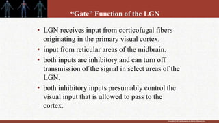 Copyright © 2011 by Saunders, an imprint of Elsevier Inc.
“Gate” Function of the LGN
• LGN receives input from corticofugal fibers
originating in the primary visual cortex.
• input from reticular areas of the midbrain.
• both inputs are inhibitory and can turn off
transmission of the signal in select areas of the
LGN.
• both inhibitory inputs presumably control the
visual input that is allowed to pass to the
cortex.
 