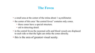 The Fovea
• a small area at the center of the retina about 1 sq millimeter.
• the center of this area “the central fovea” contains only cones.
• these cones have a special structure.
• aid in detecting detail.
• in the central fovea the neuronal cells and blood vessels are displaced
to each side so that the light can strike the cones directly.
• this is the area of greatest visual acuity.
 