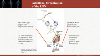 Copyright © 2011 by Saunders, an imprint of Elsevier Inc.
Input from Y type
ganglion cells
Magnocellular pathway
Input from X type
ganglion cells
Parvocellular path
- no color information
- poor point -to- point
transmission because
of limited number of
Y cells.
- transmit color
information.
- accurate
point -to- point
transmission.
Additional Organization
of the LGN
Kandel, Schwartz and Jessell
4th edition 2000, McGraw Hill
fig 26-4
 