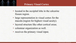 Copyright © 2011 by Saunders, an imprint of Elsevier Inc.
Primary Visual Cortex
• located in the occipital lobe in the calcarine
fissure region.
• large representation in visual cortex for the
macula (region for highest visual acuity).
• layered structure like other cortical areas.
• columnar organization as well.
• receives the primary visual input.
 