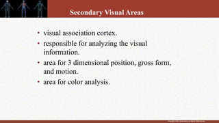 Copyright © 2011 by Saunders, an imprint of Elsevier Inc.
Secondary Visual Areas
• visual association cortex.
• responsible for analyzing the visual
information.
• area for 3 dimensional position, gross form,
and motion.
• area for color analysis.
 