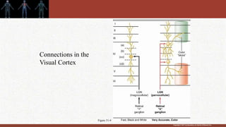 Copyright © 2011 by Saunders, an imprint of Elsevier Inc.
Figure 51-4
Connections in the
Visual Cortex
 