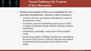 Copyright © 2011 by Saunders, an imprint of Elsevier Inc.
Neural Pathways for Control
of Eye Movement
• fixation movements of the eyes controlled by two
neuronal mechanisms, voluntary and involuntary.
– voluntary fixation movements controlled by an area in
the premotor cortex.
– involuntary fixation mechanism causes eyes to “lock”
on object of attention found with the voluntary fixation
mechanism.
– controlled by secondary visual areas of the occipital
cortex.
– results from negative feedback mechanism controlled at
the level of the superior colliculus that prevents objects
of attention from leaving the foveal portion of the
retina.
 
