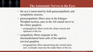 Copyright © 2011 by Saunders, an imprint of Elsevier Inc.
The Autonomic Nerves to the Eyes
• the eye is innervated by both parasympathetic and
sympathetic neurons.
• parasympathetic fibers arise in the Edinger-
Westphal nucleus, pass in the 3rd cranial nerve to
the ciliary ganglion.
– postganglionic fibers excite the ciliary muscle and
sphincter of the iris.
• sympathetic fibers originate in the
intermediolateral horn cells of the superior
cervical ganglion.
– postganglionic fibers spread along the corotid artery
and eventually innervate the radial fibers of the iris.
 