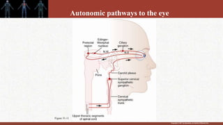 Copyright © 2011 by Saunders, an imprint of Elsevier Inc.
Autonomic pathways to the eye
Figure 51-11
 