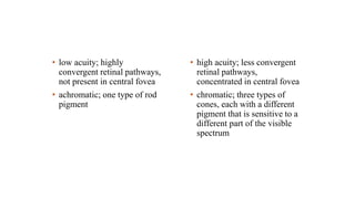 • low acuity; highly
convergent retinal pathways,
not present in central fovea
• achromatic; one type of rod
pigment
• high acuity; less convergent
retinal pathways,
concentrated in central fovea
• chromatic; three types of
cones, each with a different
pigment that is sensitive to a
different part of the visible
spectrum
 
