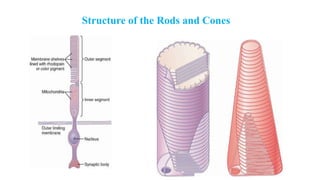 Structure of the Rods and Cones
 