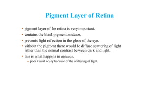 Pigment Layer of Retina
• pigment layer of the retina is very important.
• contains the black pigment melanin.
• prevents light reflection in the globe of the eye.
• without the pigment there would be diffuse scattering of light
rather than the normal contrast between dark and light.
• this is what happens in albinos.
– poor visual acuity because of the scattering of light.
 