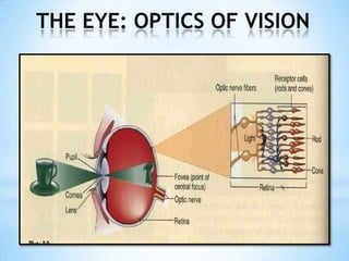 THE EYE: OPTICS OF VISION 
