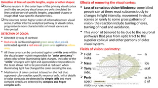Seldom Visual THE EYE -anatomy and physiology detailed | PPTX