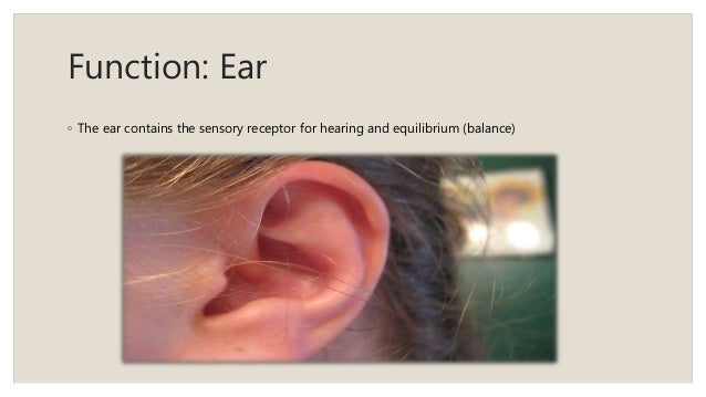What part of the ear contains the sensory receptors for hearing?