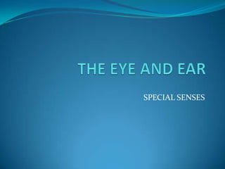 THE EYE AND EAR SPECIAL SENSES 