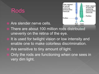 Eye Rods Color Table The Eye and its function | PPTX