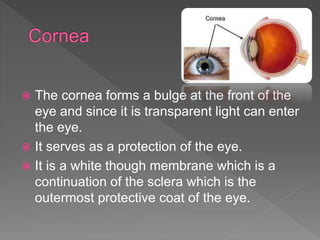  The cornea forms a bulge at the front of the
eye and since it is transparent light can enter
the eye.
 It serves as a protection of the eye.
 It is a white though membrane which is a
continuation of the sclera which is the
outermost protective coat of the eye.
 