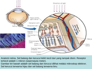 © Omikron/Photo Researchers




  Anatomi retina. Sel batang dan kerucut lebih kecil dari yang tampak disini. Reseptor
  terkecil adalah 1 mikron (sepersejuta meter).
  Gambar kiri bawah adalah sel batang dan kerucut dilihat melalui mikroskop elektron.
  Sel kerucut terwarna hijau dan sel batang terwarna biru.
 