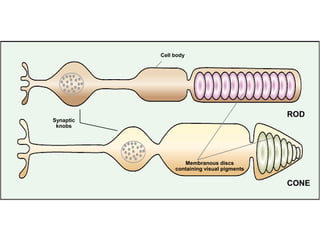 Cell body




                                             ROD
Synaptic
 knobs




                   Membranous discs
                containing visual pigments

                                             CONE
 