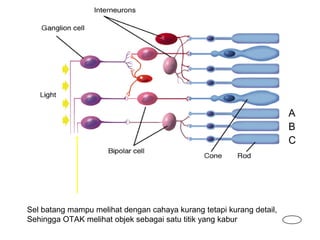A
                                                                      B
                                                                      C




Sel batang mampu melihat dengan cahaya kurang tetapi kurang detail,
Sehingga OTAK melihat objek sebagai satu titik yang kabur
 