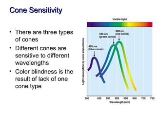 Cone Sensitivity

• There are three types
  of cones
• Different cones are
  sensitive to different
  wavelengths
• Color blindness is the
  result of lack of one
  cone type
 