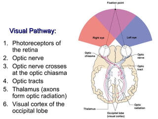 Visual Pathway:
1. Photoreceptors of
   the retina
2. Optic nerve
3. Optic nerve crosses
   at the optic chiasma
4. Optic tracts
5. Thalamus (axons
   form optic radiation)
6. Visual cortex of the
   occipital lobe
 