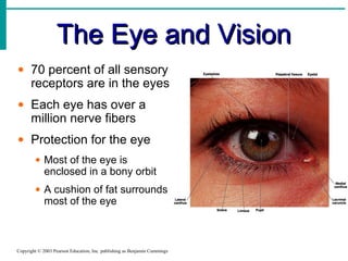 The Eye and Vision
• 70 percent of all sensory
  receptors are in the eyes
• Each eye has over a
  million nerve fibers
• Protection for the eye
        • Most of the eye is
          enclosed in a bony orbit
        • A cushion of fat surrounds
          most of the eye



Copyright © 2003 Pearson Education, Inc. publishing as Benjamin Cummings
 
