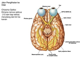 Jalur Penglihatan ke
Otak

Chiasma Optika:
Dimana nervus opticus
 (1/2 dari tiap retina)
menyilang dari kiri ke
kanan
 