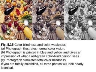 Fig. 5.15 Color blindness and color weakness.
(a) Photograph illustrates normal color vision.
(b) Photograph is printed in blue and yellow and gives an
impression of what a red-green color-blind person sees.
(c) Photograph simulates total color blindness.
If you are totally colorblind, all three photos will look nearly
identical.
 