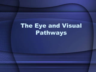 The Eye and Visual
    Pathways
 