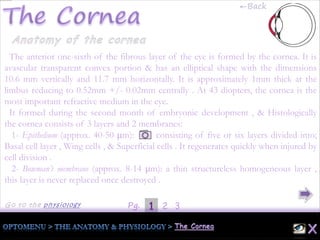 1Pg. 2 3
The anterior one-sixth of the fibrous layer of the eye is formed by the cornea. It is
avascular transparent convex portion & has an elliptical shape with the dimensions
10.6 mm vertically and 11.7 mm horizontally. It is approximately 1mm thick at the
limbus reducing to 0.52mm +/- 0.02mm centrally . At 43 diopters, the cornea is the
most important refractive medium in the eye.
It formed during the second month of embryonic development , & Histologically
the cornea consists of 3 layers and 2 membranes:
1- Epithelium (approx. 40-50 μm): consisting of five or six layers divided into;
Basal cell layer , Wing cells , & Superficial cells . It regenerates quickly when injured by
cell division .
2- Bowman’s membrane (approx. 8-14 μm): a thin structureless homogeneous layer ,
this layer is never replaced once destroyed .
←Back
 