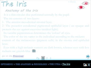 1Pg. 2 3
It is a thin circular disc perforated centrally by the pupil.
The iris consists of two layers:
1- The anterior mesodermal stromal layer.
2- The posterior ectodermal pigmented epithelial layer ( an opaque and
protects the eye against excessive incident light).
Its variable pigmentation determines the 'colour' of eyes.
The color of the iris varies in the individual according to the melanin
content of the melanocytes (pigment cells) in the stroma and epithelial
layer.
Eyes with a high melanin content are dark brown, whereas eyes with less
melanin are grayish-blue .
←Back
 