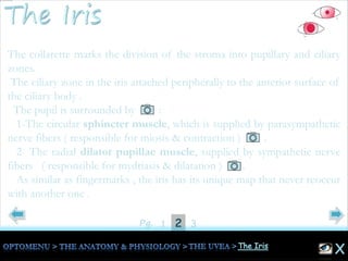 21Pg. 3
The collarette marks the division of the stroma into pupillary and ciliary
zones.
The ciliary zone in the iris attached peripherally to the anterior surface of
the ciliary body .
The pupil is surrounded by :
1-The circular sphincter muscle, which is supplied by parasympathetic
nerve fibers ( responsible for miosis & contraction ) .
2- The radial dilator pupillae muscle, supplied by sympathetic nerve
fibers ( responsible for mydriasis & dilatation ) .
As similar as fingermarks , the iris has its unique map that never reoccur
with another one .
 