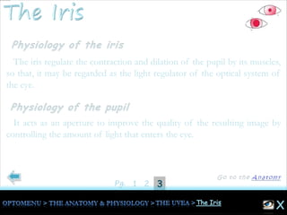 31Pg. 2
The iris regulate the contraction and dilation of the pupil by its muscles,
so that, it may be regarded as the light regulator of the optical system of
the eye.
It acts as an aperture to improve the quality of the resulting image by
controlling the amount of light that enters the eye.
 