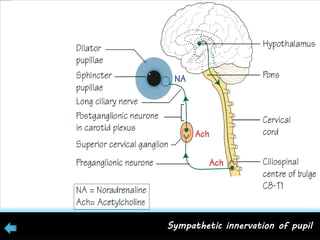 Sympathetic innervation of pupil
 