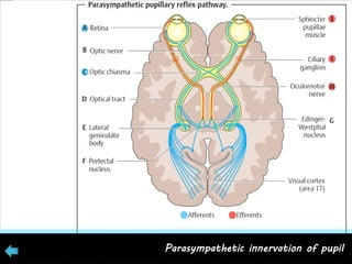 Parasympathetic innervation of pupil
 