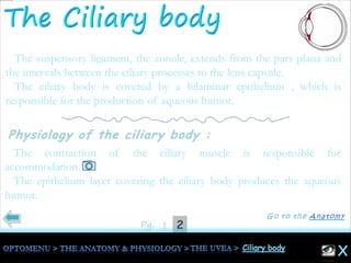 21Pg.
The suspensory ligament, the zonule, extends from the pars plana and
the intervals between the ciliary processes to the lens capsule.
The ciliary body is covered by a bilaminar epithelium , which is
responsible for the production of aqueous humor.
The contraction of the ciliary muscle is responsible for
accommodation.
The epithelium layer covering the ciliary body produces the aqueous
humor.
 